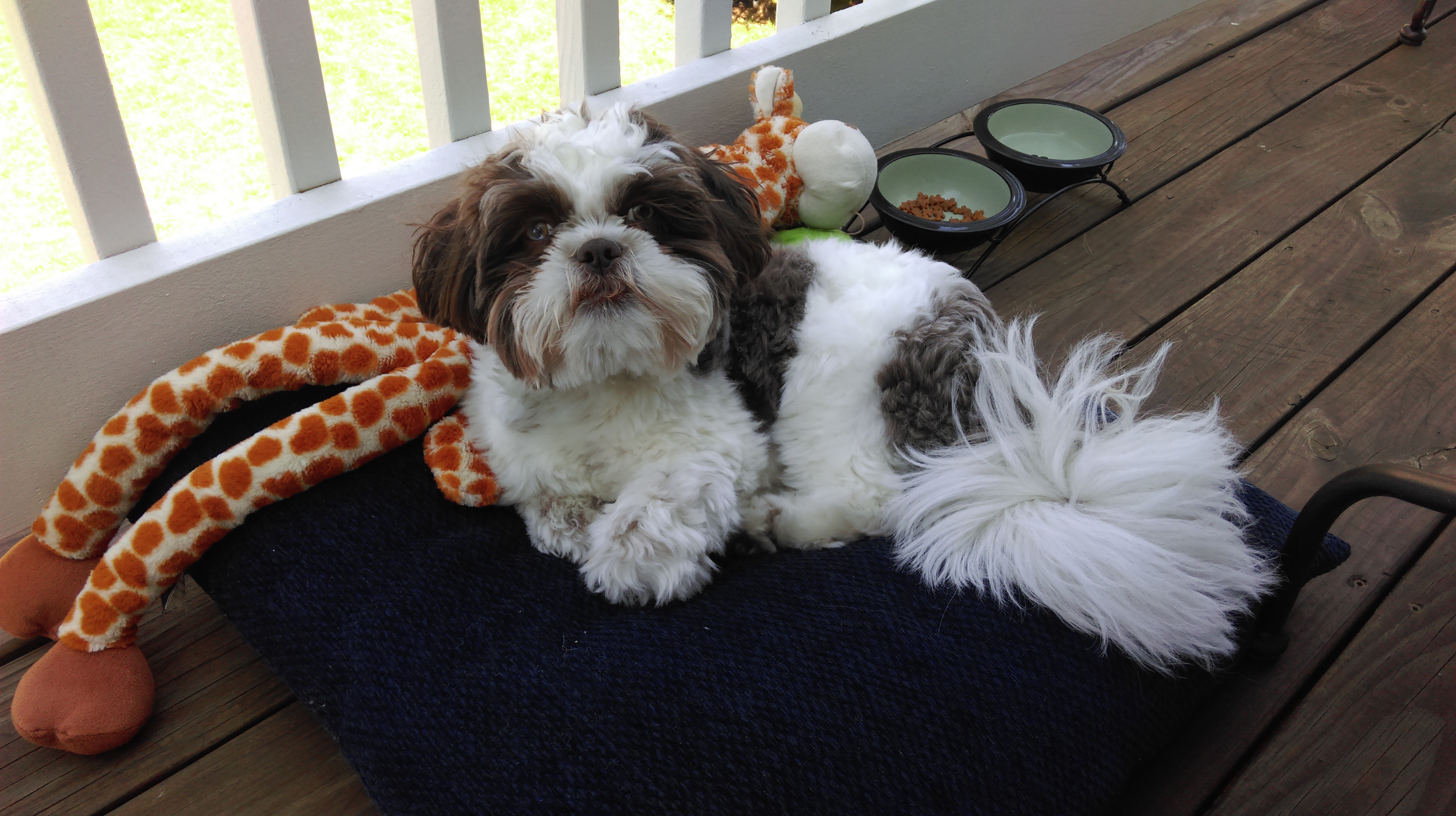 Enoch resting after his surgery.